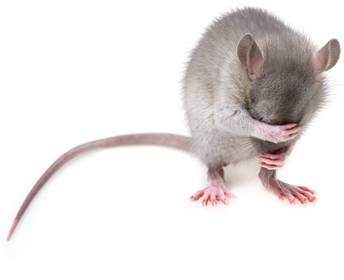 Cannabis Research in Rats? We Wish We Were Kidding